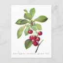 Suche nach redouté postkarten Darstellung