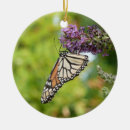 Suche nach lila schmetterling ornamente Natur