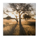 Suche nach baum silhouette fliesen Idyllisch