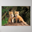 Suche nach wild lebende tiere kunst poster Fuchs