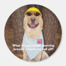 Suche nach zucht magnete Hund