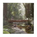 Suche nach mammutbaum fliesen Muir woods