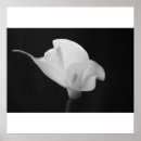 Suche nach lilly poster Flora