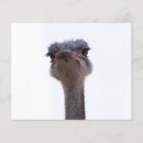 Suche nach vogel flyer Vögel