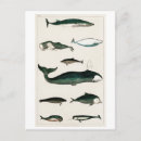 Suche nach meereswelt postkarten Ozean