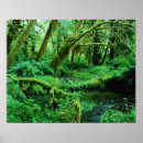 Suche nach tropischer regenwald poster Üppiges laub