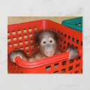 Suche nach säuglinge postkarten Babys