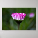 Suche nach gänseblümchen poster Fotografie