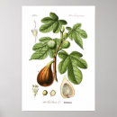 Suche nach ficus poster Obst