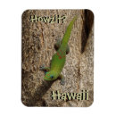 Suche nach gecko magnete Hawaii