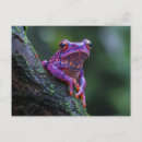 Suche nach tropischer frosch poster Baumfrosch
