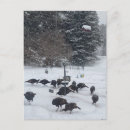 Suche nach truthahn spaß postkarten Party