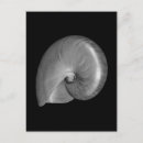Suche nach nautilus postkarten Meer