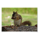 Suche nach pelze poster Wildtiere
