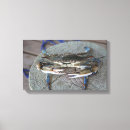 Suche nach krabben leinwandbilder Blaue krabbe