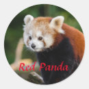 Suche nach red panda aufkleber Tierwelt