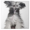 Suche nach haube fliesen Farbbild