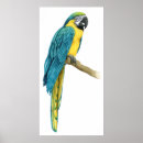 Suche nach macaws poster Tiere