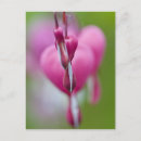 Suche nach flammend postkarten Rosa