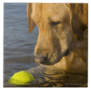 Suche nach bewegung fliesen Konzentration