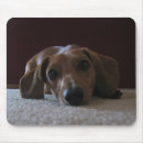 Suche nach domestiziert mousepads Hunde