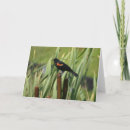 Suche nach amsel karten Natur