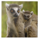 Suche nach primat fliesen Afrika