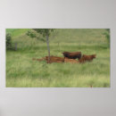 Suche nach friedlich poster Fotografie