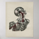 Suche nach nacke poster Anatomisch