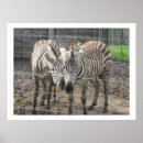 Suche nach lustige zebras poster Niedlich