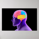 Suche nach gehirn anatomie poster Neurologie