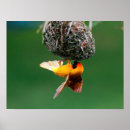 Suche nach gallo poster Full length