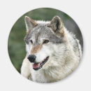 Suche nach grauer wolf magnete Foto