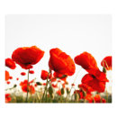 Suche nach rote mohnblumen poster Mit blumen
