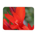 Suche nach lilien magnete Blume