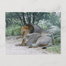 Suche nach panthera löwe postkarten Tierjagd