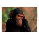 Suche nach ostafrika postkarten Schimpanse