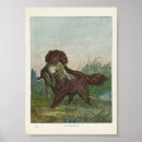 Suche nach jagdhund poster Hunde