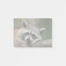 Suche nach waschbär poster Bandit