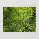 Suche nach maple Leaves