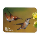 Suche nach kolibri magnete Vogelbeobachtung