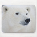 Suche nach eisbär mousepads Nanook