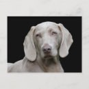 Suche nach weimaraner hund postkarten Rasse