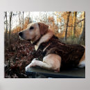 Suche nach hohe auflösung poster Hund