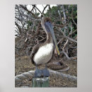 Suche nach pelican poster Nature