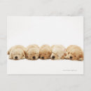 Suche nach golden retriever welpe postkarten Tier