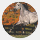 Suche nach arabische pferde aufkleber Laufen