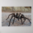 Suche nach tarantula poster Natur
