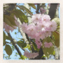 Suche nach kirschbaum untersetzer Kirschblüte