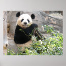 Suche nach panda kunst poster Säugetier